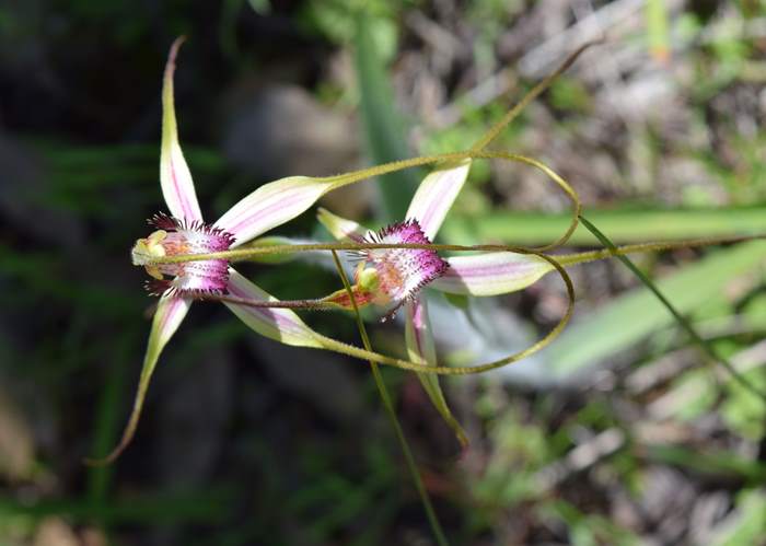 Caladenia - Orchid-Badgingarra-Vern-Westbrook-walk-Sep-2018p0035.JPG